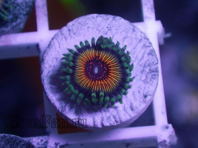 Rainbow GOW